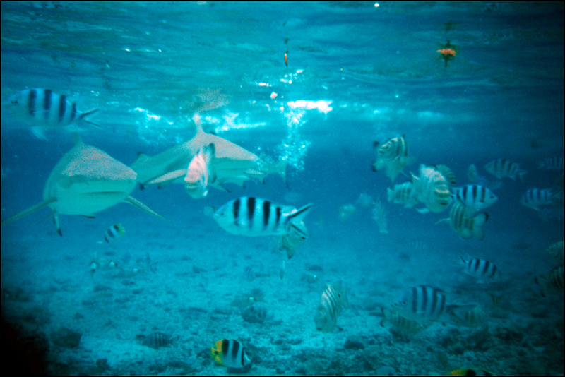 Bora Bora Photo 08